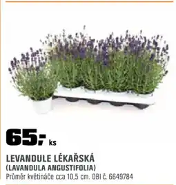 OBI Levandule lékařská nabídka