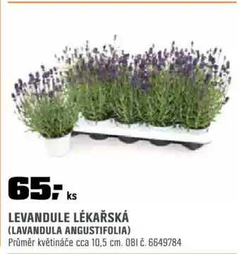 OBI Levandule lékařská nabídka