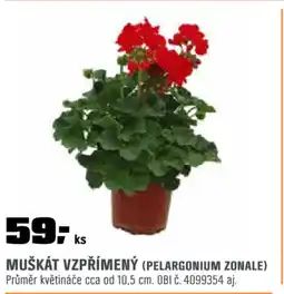 OBI Muškát vzpřímený nabídka