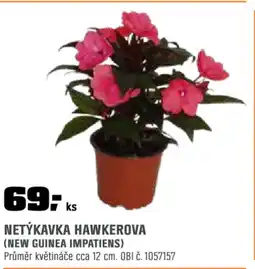 OBI Netýkavka hawkerova nabídka
