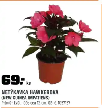 OBI Netýkavka hawkerova nabídka