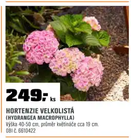 OBI Hortenzie velkolistá nabídka