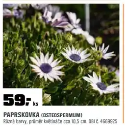 OBI Paprskovka (osteospermum) nabídka