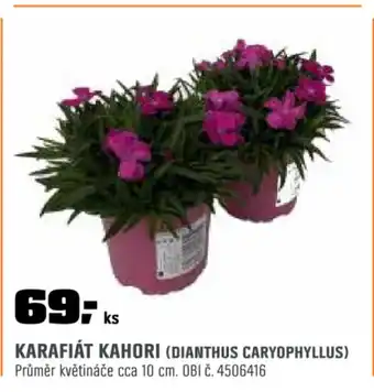 OBI Karafiát kahori (dianthus caryophyllus) nabídka