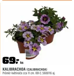 OBI Kalibrachoa (calibrachoa) nabídka