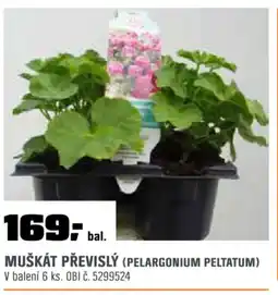 OBI Muškát převislý (pelargonium peltatum) nabídka