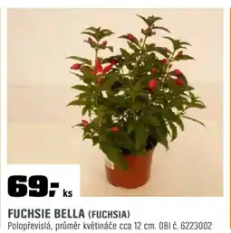 OBI Fuchsie bella (fuchsia) nabídka