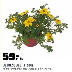 OBI Dvouzubec (bidens) nabídka