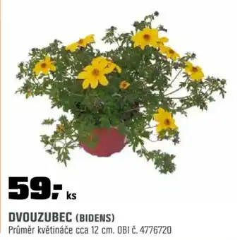 OBI Dvouzubec (bidens) nabídka