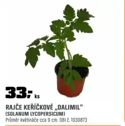 OBI Rajče keříčkové „dalimil" (solanum lycopersicum) nabídka