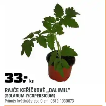 OBI Rajče keříčkové „dalimil" (solanum lycopersicum) nabídka