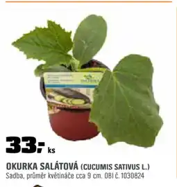 OBI Okurka salátová (cucumis sativus l.) nabídka