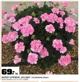 OBI Muškát vzpřímený „bellinda” (pelargonium zonale) nabídka