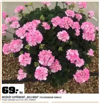 OBI Muškát vzpřímený „bellinda” (pelargonium zonale) nabídka