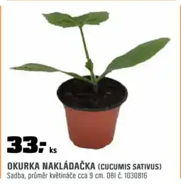OBI OKURKA NAKLÁDAČKA (CUCUMIS SATIVUS) nabídka