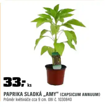 OBI Paprika sladká „amy” (capsicum annuum) nabídka