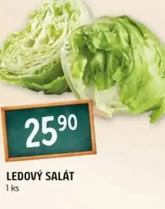 Terno Ledový salát nabídka