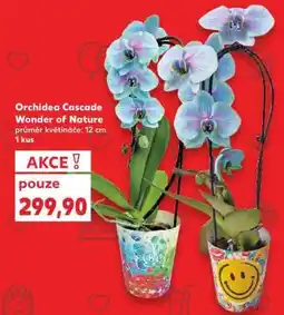 Kaufland Orchidea Cascade „Wonder of Nature“ nabídka