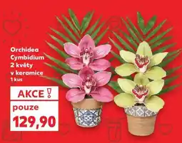 Kaufland ORCHIDEA CYMBIDIUM nabídka