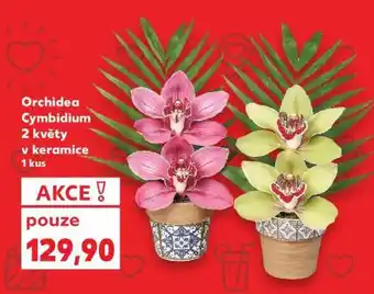 Kaufland ORCHIDEA CYMBIDIUM nabídka