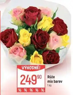 Globus Růže mix barev nabídka