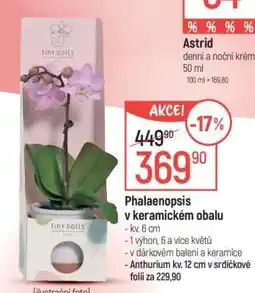 Globus Phalaenopsis v keramickém obalu nabídka