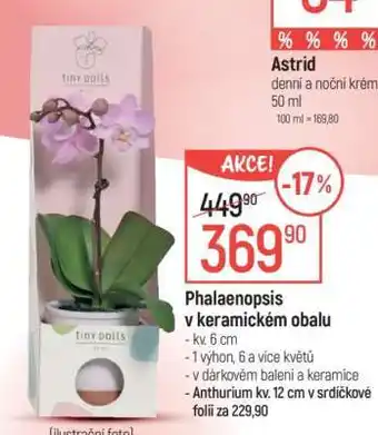 Globus Phalaenopsis v keramickém obalu nabídka