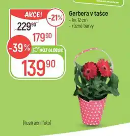 Globus Gerbera v tašce nabídka