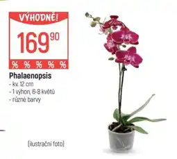 Globus Phalaenopsis nabídka