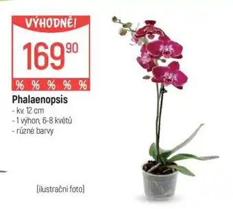 Globus Phalaenopsis nabídka