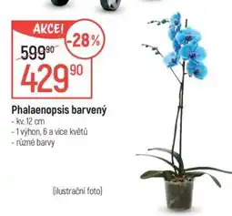 Globus Phalaenopsis barvený nabídka