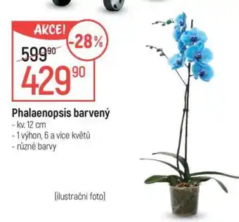 Globus Phalaenopsis barvený nabídka