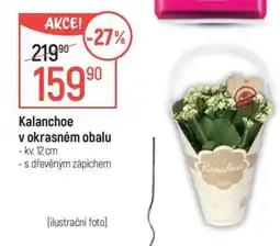 Globus Kalanchoe v okrasném obalu nabídka