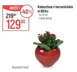 Globus Kalanchoe v keramickém srdíčku nabídka