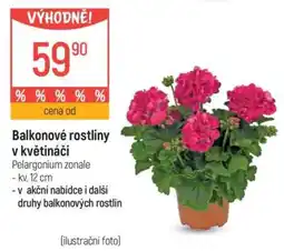 Globus Balkonové rostliny v květináči nabídka