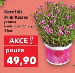 Kaufland Karafiát Pink Kisses nabídka