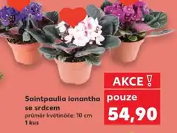 Kaufland Saintpaulia ionantha se srdcem nabídka