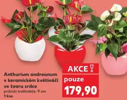 Kaufland Anthurium andreanum v keramickém květináči ve tvaru srdce nabídka