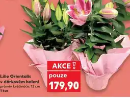 Kaufland Lilie Orientalis v dárkovém balení nabídka