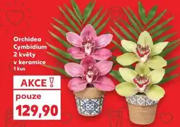 Kaufland Orchidea Cymbidium 2 květy v keramice nabídka