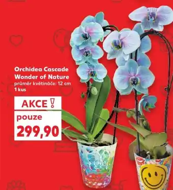 Kaufland Orchidea Cascade Wonder of Nature nabídka