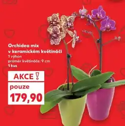 Kaufland Orchidea mix v keramickém květináči nabídka