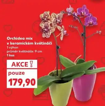 Kaufland Orchidea mix v keramickém květináči nabídka