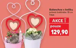 Kaufland Kalanchoe v košíku nabídka