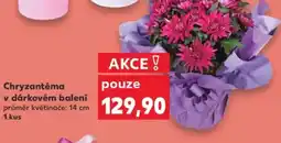 Kaufland Chryzantéma v dárkovém balení nabídka