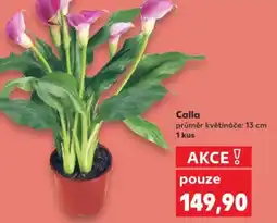 Kaufland Calla nabídka