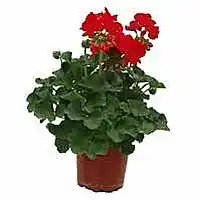 OBI Pelargonium zonale nabídka