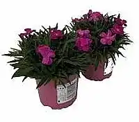 OBI Dianthus Kahori nabídka