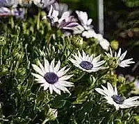 OBI Osteospermum nabídka