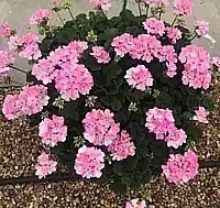 OBI Pelargonium zonale nabídka